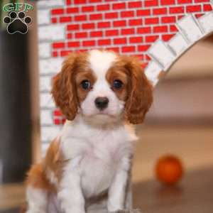 Pepper, Cavalier King Charles Spaniel Puppy